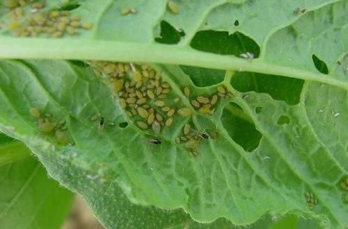  『药剂』养护遇到红蜘蛛，一块蚊香就搞定，虫卵都能杀死，有效又实用