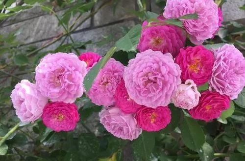  #很快#花儿生了虫，不管不顾，很快就剩盆！