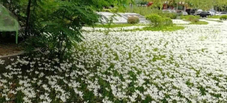  #透气的营养#这4种花，臭水沟挖点养盆里，1分钱不花爆10盆！