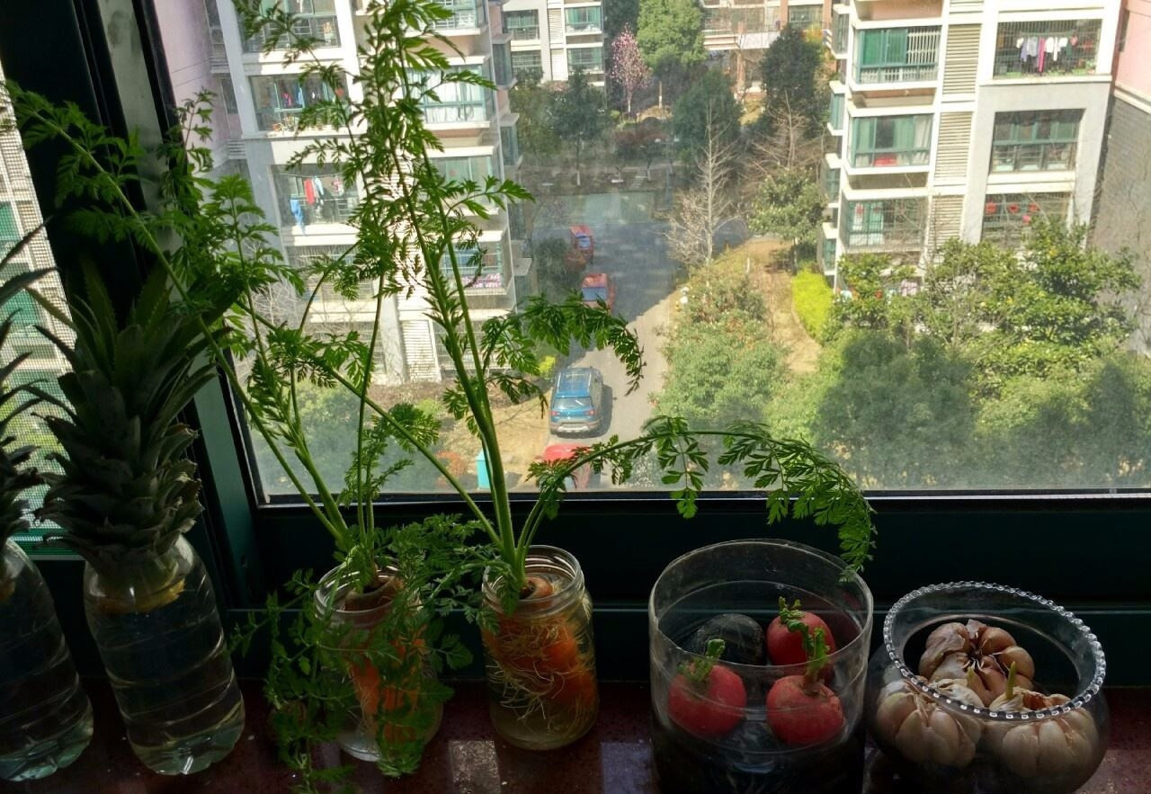 「不用」阳台上种菜,别缺这6样,随便种一盆,割菜好几茬,都不用买菜了