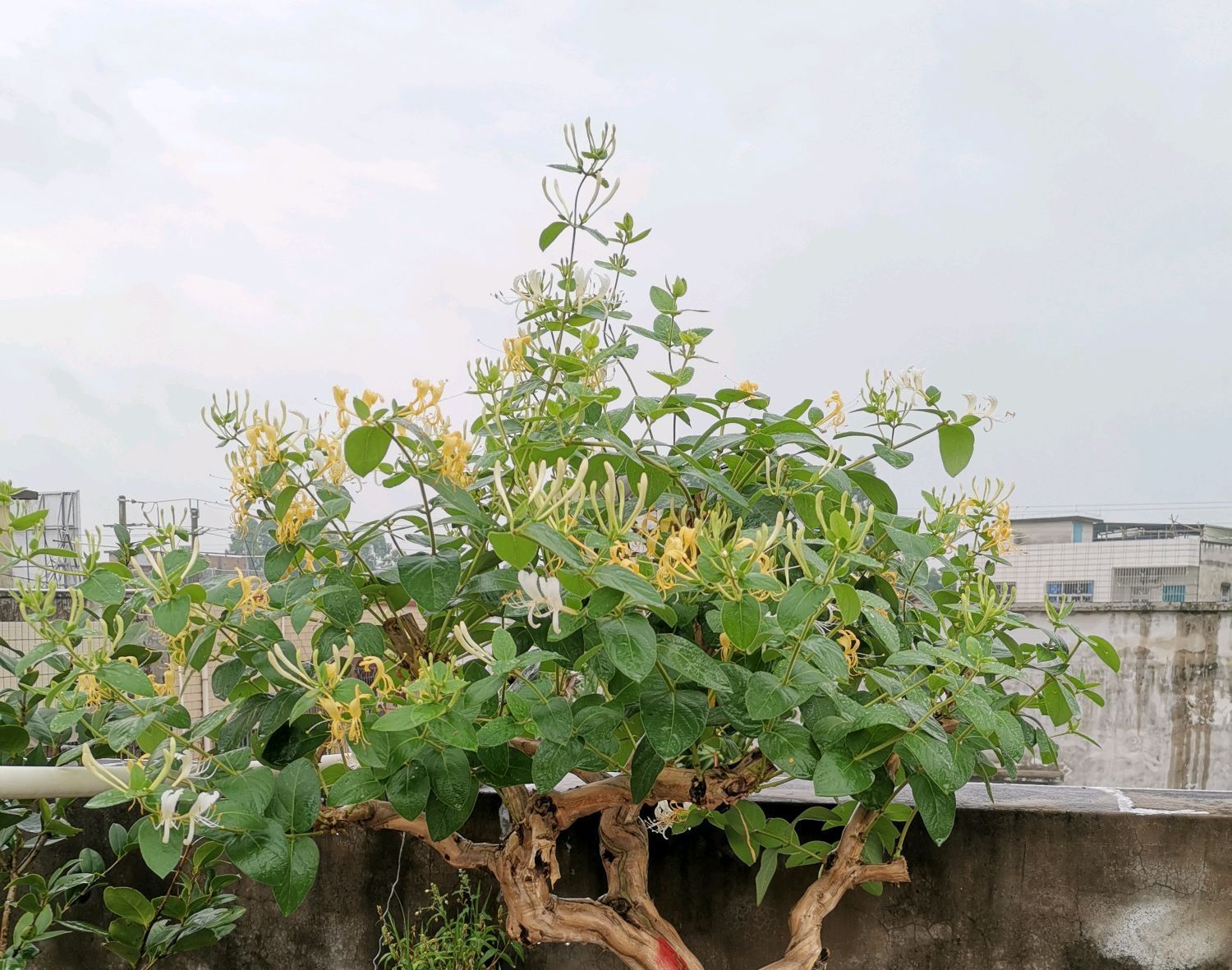 『金银花盆景桩头』金银花盆景怎样养护