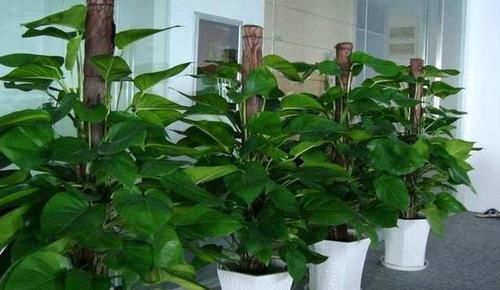  【空气中】新房子甲醛多该怎么办？居家摆放3种植物盆栽，既美观又实用