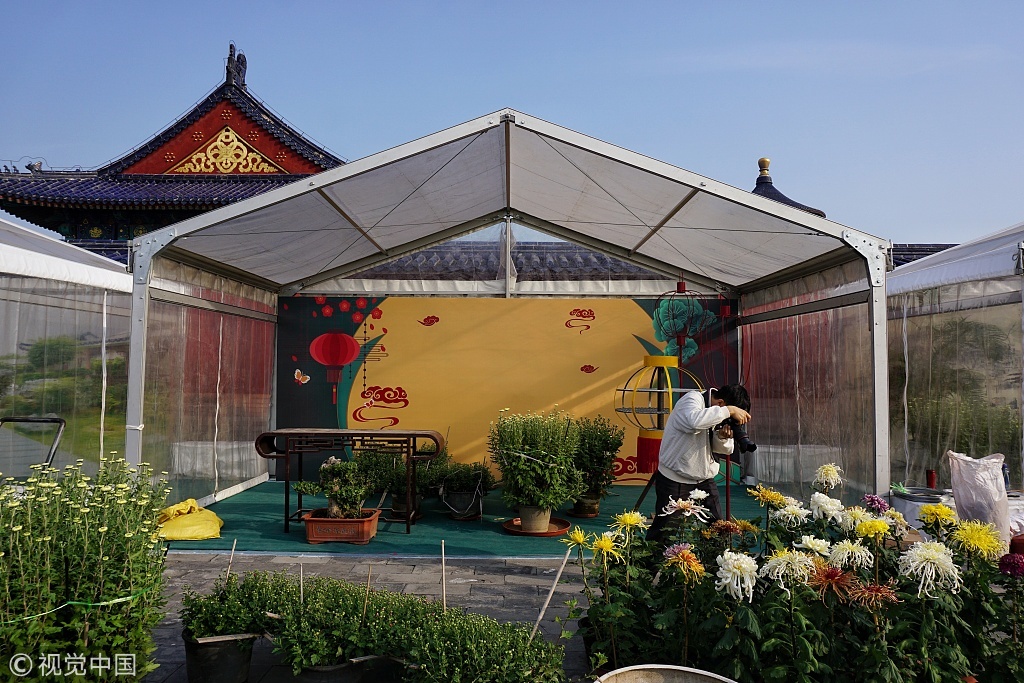 天坛公园菊花展即将开展 将展出各类菊花1500余盆