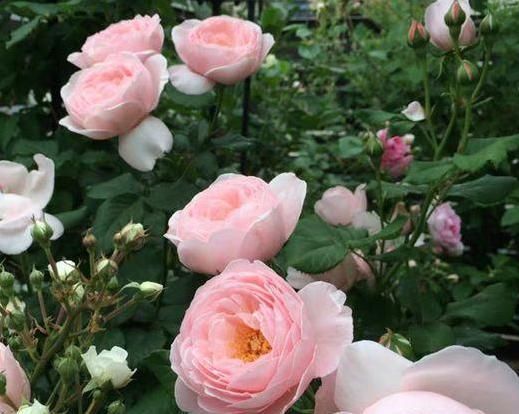  「盆栽」月季花长得慢、开花少？多注意4方面，新手盆栽伤亡少得多