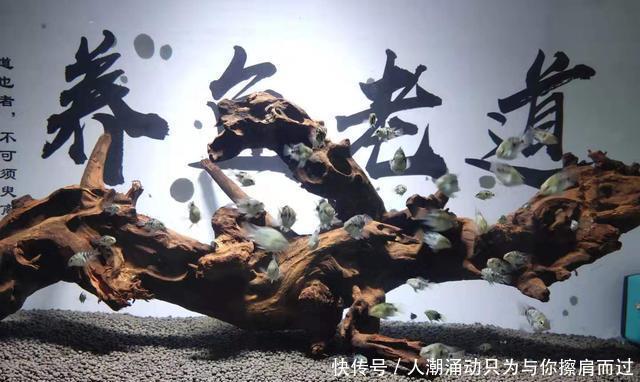 【水质】很多观赏鱼的鱼苗养不大,未必难在水质上,而是因为一个小问题!