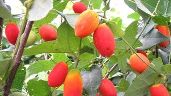  红香果：2020年农村哪些果树能赚钱？ 四种有前途的果树，农民朋