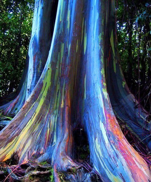 世界十大最美的树,世界上最漂亮的树木