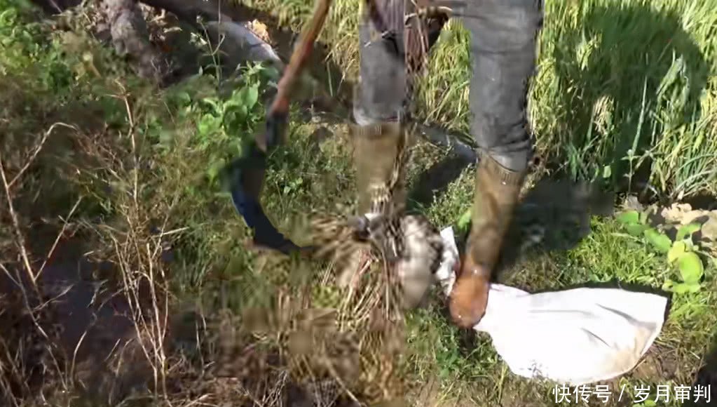 农村小伙田里捉了一袋野味，酒楼一斤卖80块，比很多海鲜还值钱