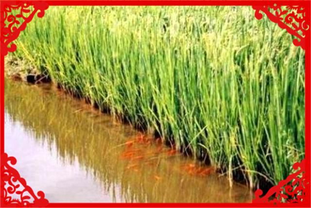  『果园里』在目前农村，有哪些种养结合的致富项目呢？推荐几个供参考