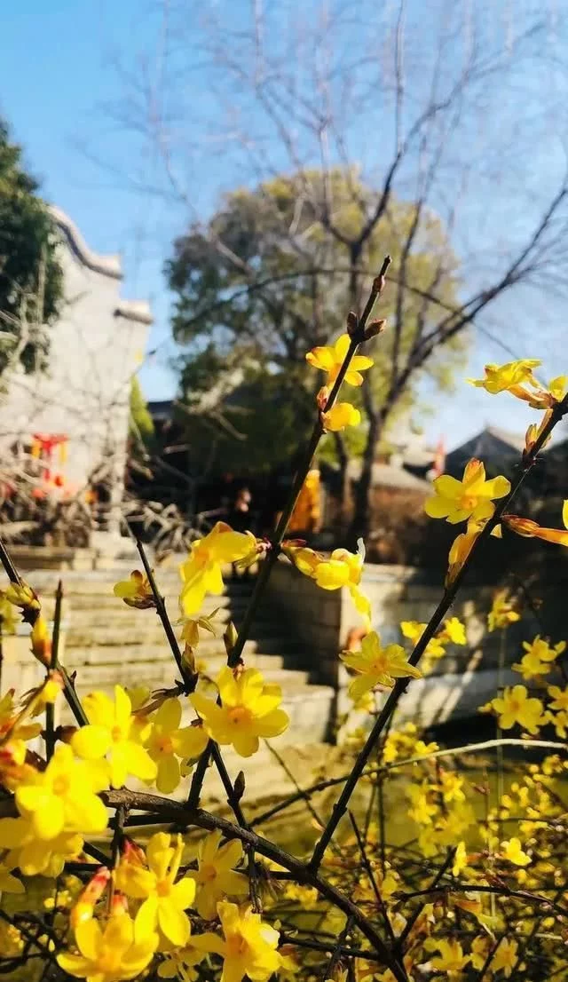醉美不过台儿庄,小城沐浴在春光,盎然春意让阳光一天天的明媚起来【2020热门旅游景点】