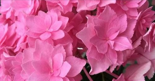  「超生」绣球花第一年开花就成了超生游击队需要修剪吗？会不会导致大小年