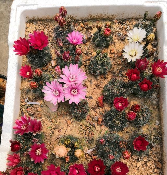  品种：开花最勤的仙人球，一年开五六次，花朵美丽，种植容易，值得拥有