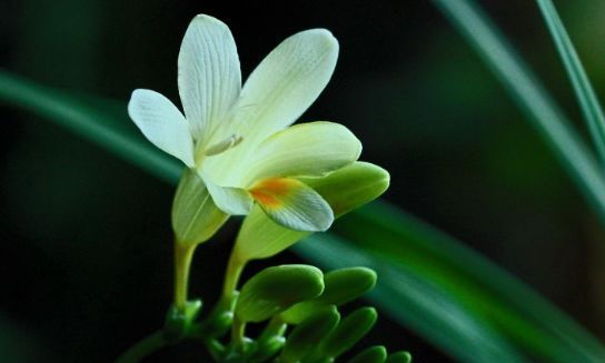  「小苍兰」这几种花，养护简单开花美，量大花期长，轻轻松松就能开爆盆