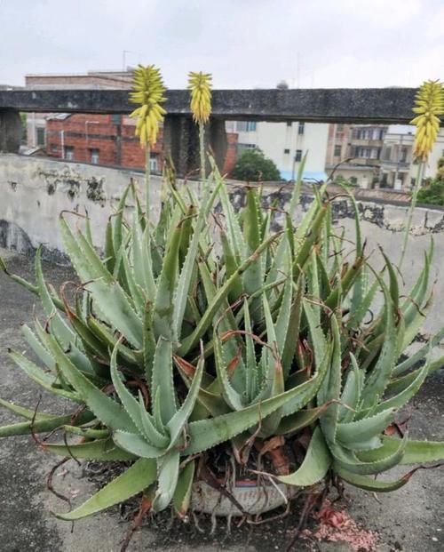  『盆栽』盆栽芦荟薄成纸？浇水加小料，侧芽冒一圈，挤满一花盆