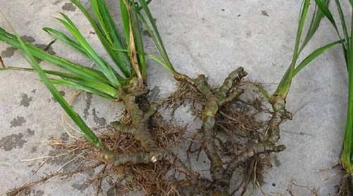  「我国」农村一种野生植物，我国少数地方有，价值珍贵，现有部分人在种植