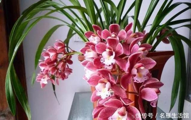  漂亮|魅力十足的香妃兰，花色鲜艳漂亮，香味怡人，四季勤花花期长