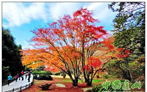 醉美庐山枫红叶黄落地成景