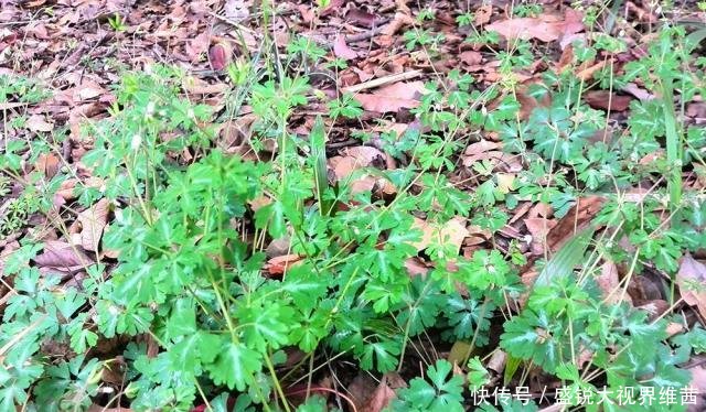 埋泥土里的野果，人称“千年耗子屎”，过去都抢着吃，如今很少见