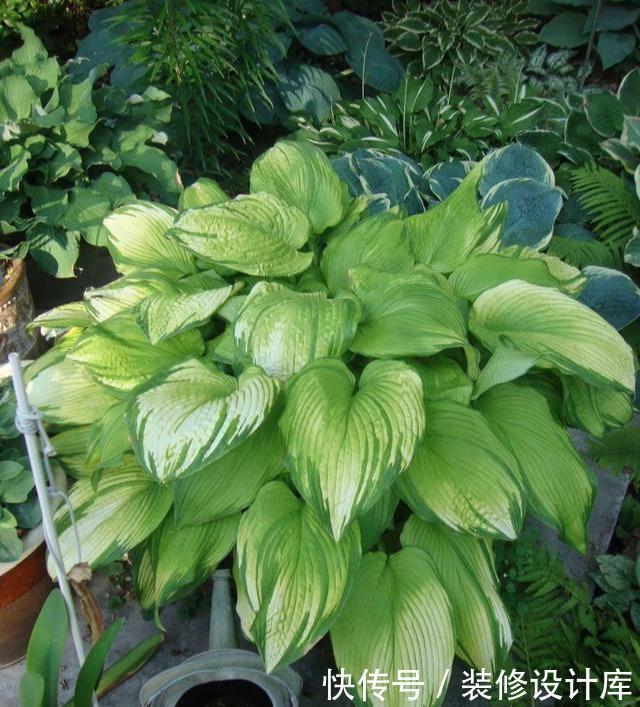 『蕨类植物』超级耐阴的几种花,常年不见太阳,也能郁郁葱葱长一片