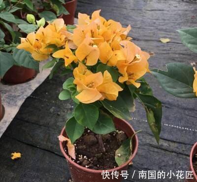  超过■11月养什么花好？“4种花”，好打理长势旺又漂亮，开花超过3个月