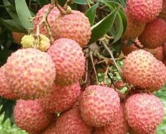  荔枝嫁接：嫁接桂味荔枝用什么做砧木？