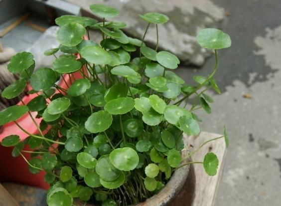  阳光：这5种花特别适合懒人养，越不管它就越爆盆，真正的给点阳光都灿烂！