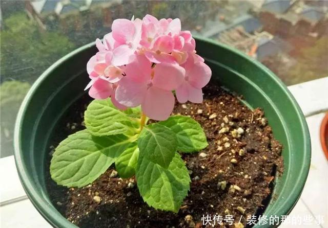 『执着的花盲』养花技巧:这5种花现在扦插,下个月就开花,千万别错过时机!