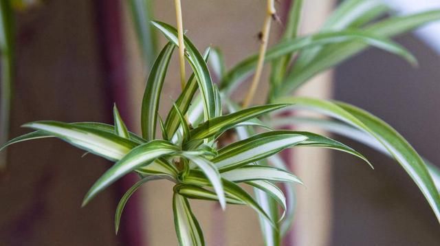  『蜘蛛兰』金鱼吊兰养不好?这么做,花枝满盆!