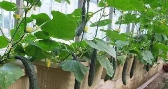  『种子』别人养花我种菜,4种菜种阳台,随吃随摘,绿色方便又漂亮!
