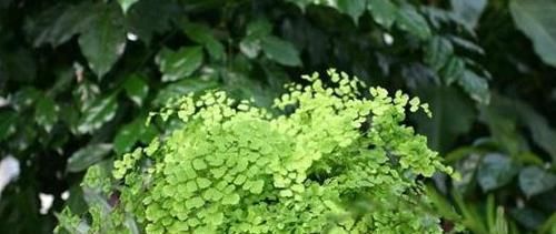  不喜欢的植：“甲醛”不喜欢的5种植物，家里养上几盆，空气更清新的说！