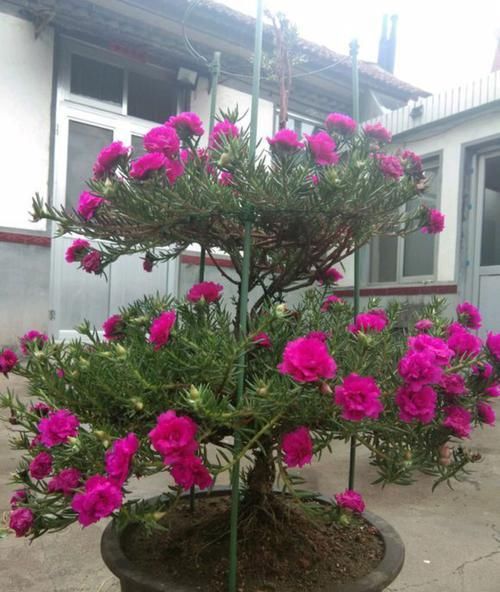  【草花】太阳花还是草花吗？大神居然把太阳花养成了花树，开花爆盆成花塔