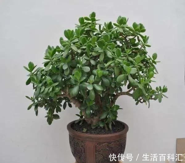 重点|养玉树有3个“重点”,叶厚实油亮,枝干茁壮,小苗变老桩