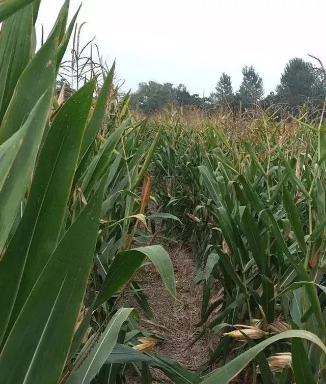  「玉米」刚在老家地里看到的画面，是谁的爹娘？很多人看完湿了