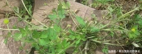养花久■1种野草,人称“鹅不食”,农民砍了当柴烧,殊不知,能治咳喘
