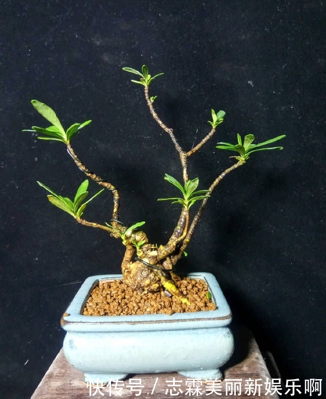 【子花小】有材料就有小盆栽,欣赏几盆大叶栀子花微盆景,短小精悍造型精美