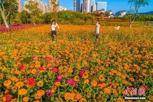 航拍安徽合肥四季花海秋景 层林尽染五彩斑斓