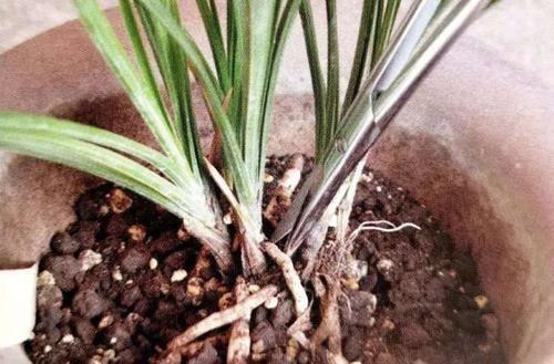「台长」兰花催芽育苗新招分享,在盆内进行分株,不换盆发芽更快!