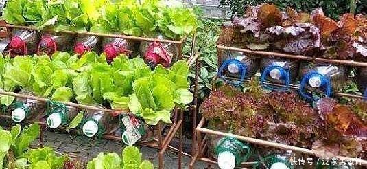  「吃不完」塑料袋子别扔了，像奶奶一样种“辣椒”，一棵结五六