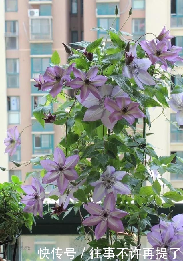  【喜热】3种花“喜热花”，不怕晒太阳，越晒越“出彩”，现在养正适合