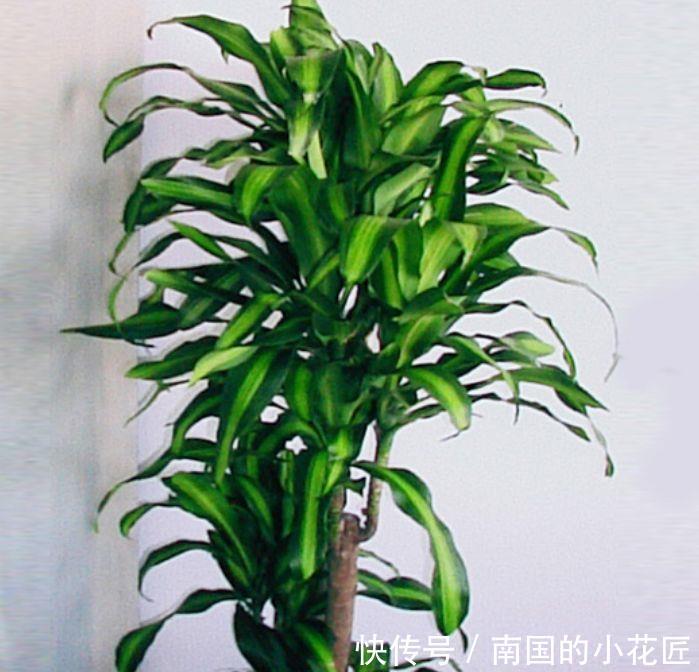 #家里#这几款小花,便宜又好养,寓意吉祥人人爱,家里养真适合