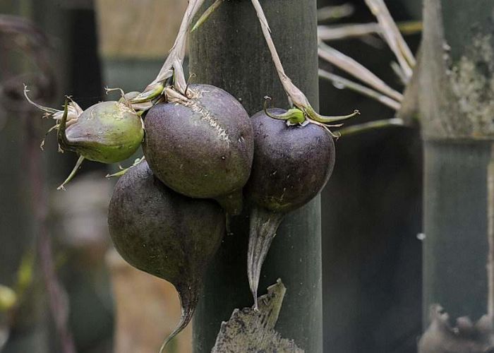  「口感」原来竹子也有果实，50年才结一次果，口感绵密，还十分可口？