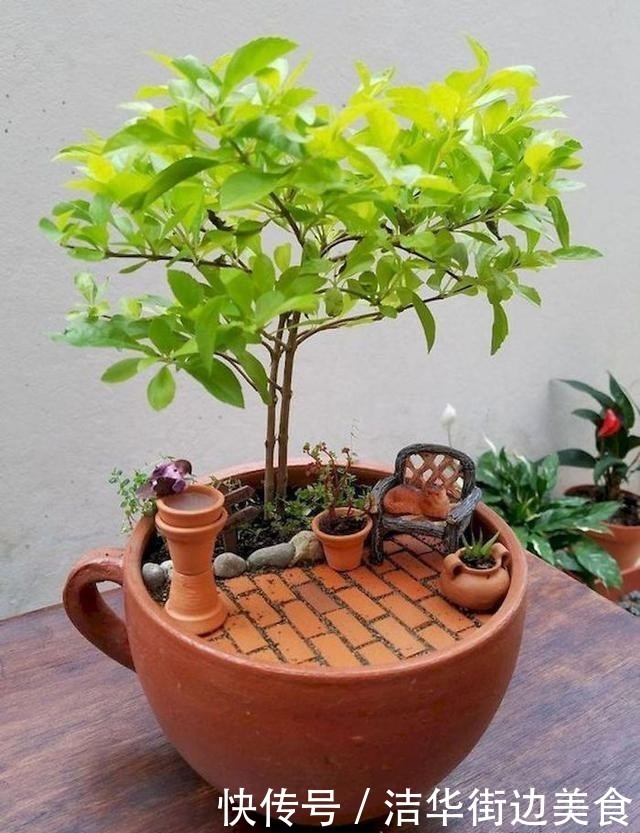  「花园」在家里种盆栽的新姿势，“茶杯花园”你见过吗？