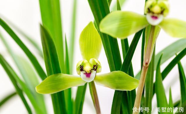  『养分』兰花新苗僵住不长，重点考虑4个原因，解决后新芽“噌噌”冒