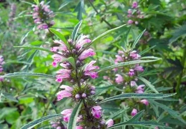 农村一种野草，误当成杂草，药用价值不低估