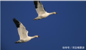 红楼梦里，林黛玉的丫鬟雪雁之名有什么寓意