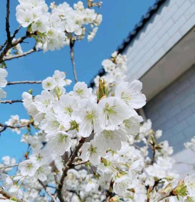  赏花：春暖花开，你赏花了么？