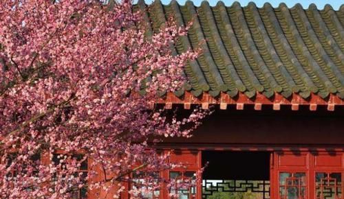  富贵■庭院种这5种“景观树”，雅致大气、好寓意，种家中一派富贵气象