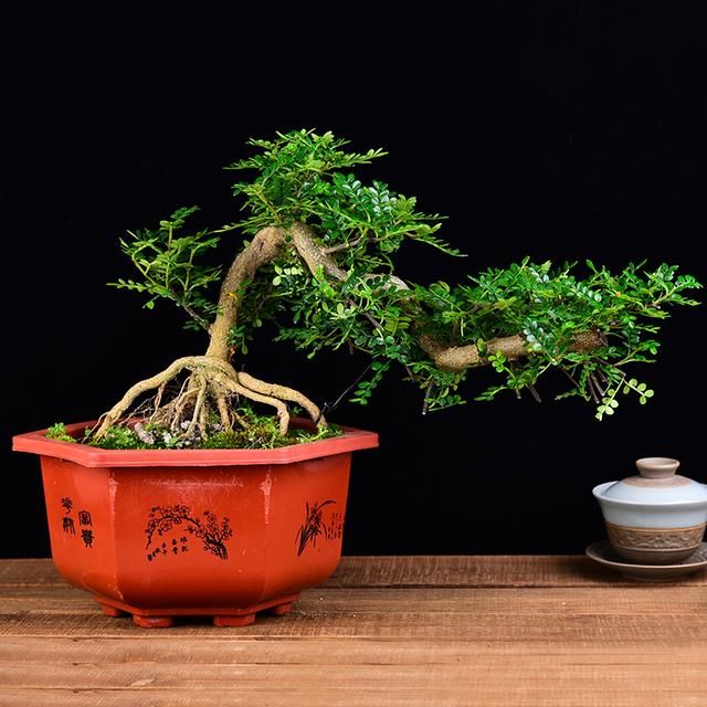 清香木盆景修剪很重要，学会这样剪几刀，造型才能更有创意