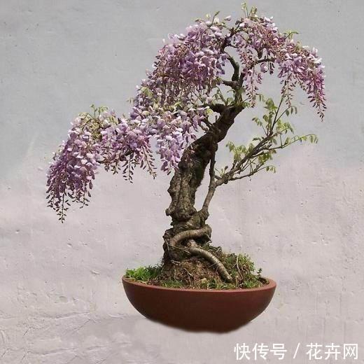 盆栽紫藤大家见过吗？比盆景都漂亮，夏天开花一串一串的