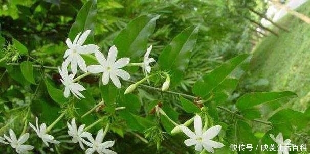  扭肚藤|花瓣长得很漂亮，可以养护成盆景，在农村经常见到